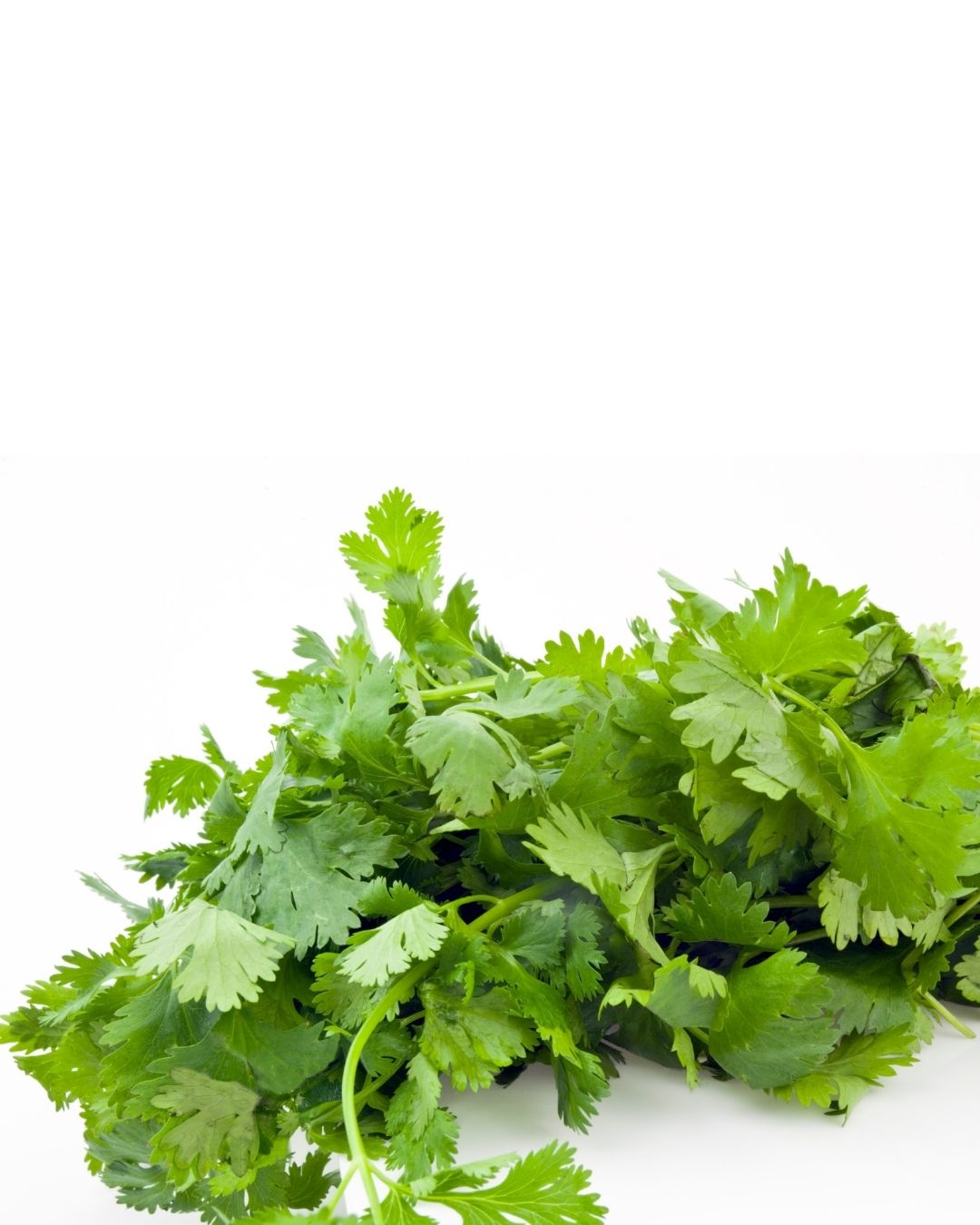 Cilantro