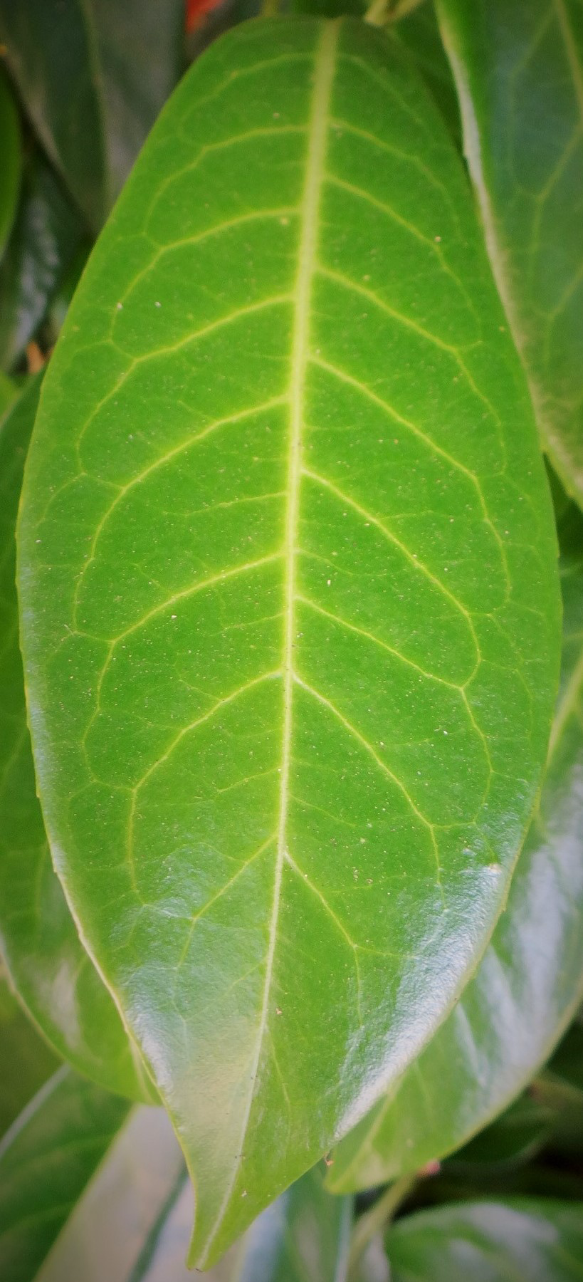 Laurel