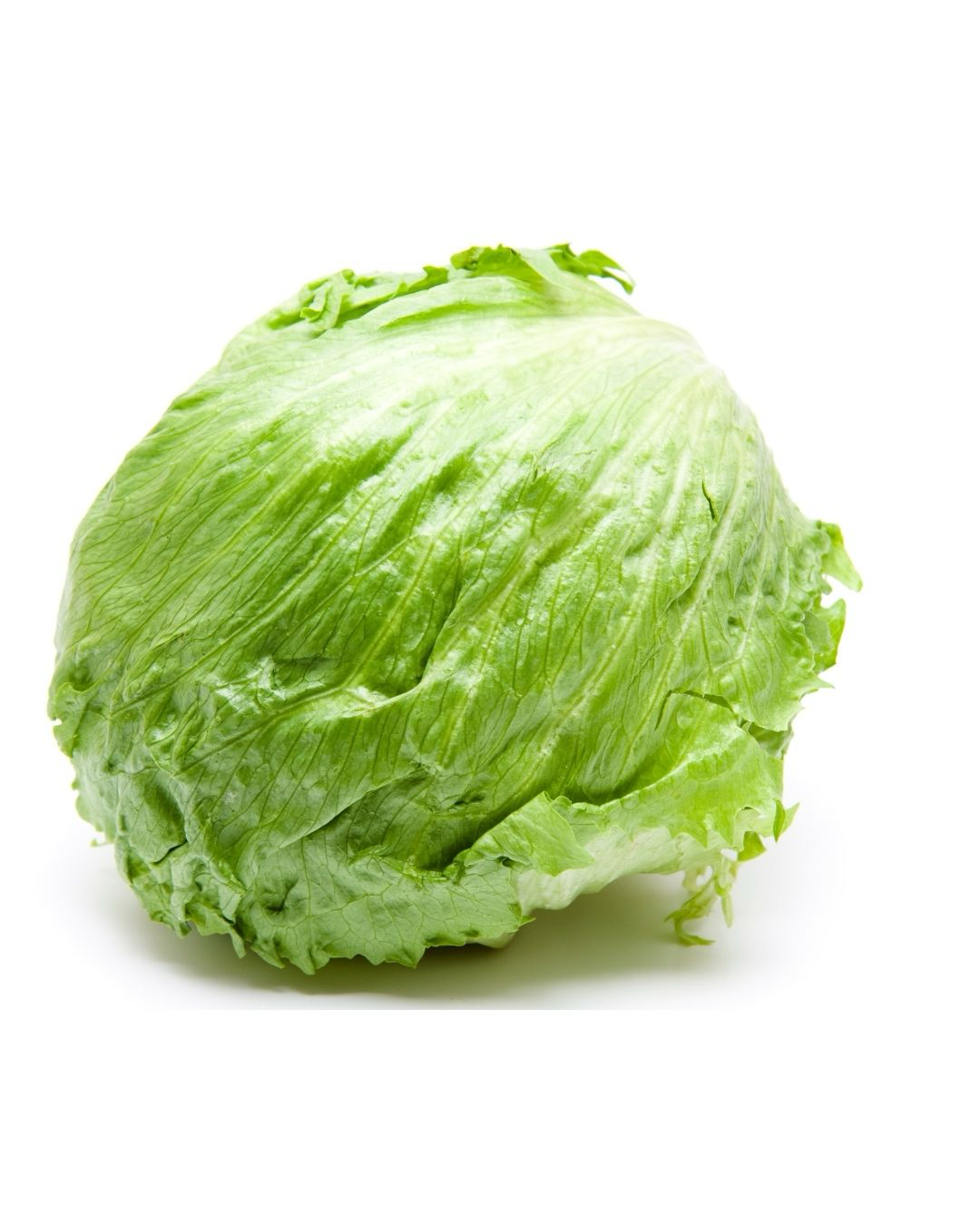 Lechuga repollada
